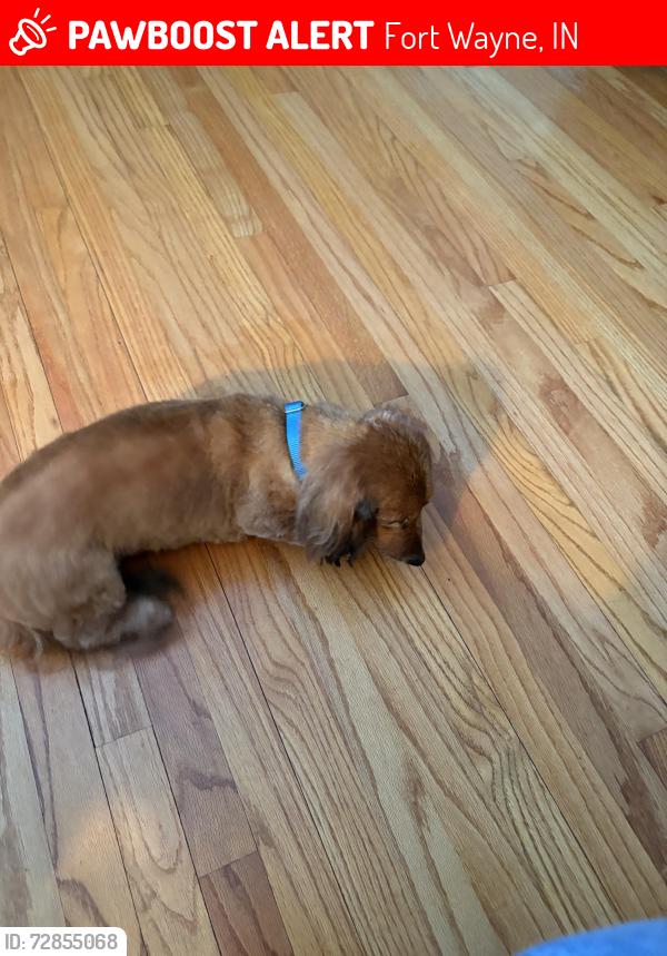 Lost Female Dog last seen irene ct fort wayne in , Fort Wayne, IN 46808