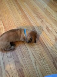 Lost Female Dog last seen irene ct fort wayne in , Fort Wayne, IN 46808