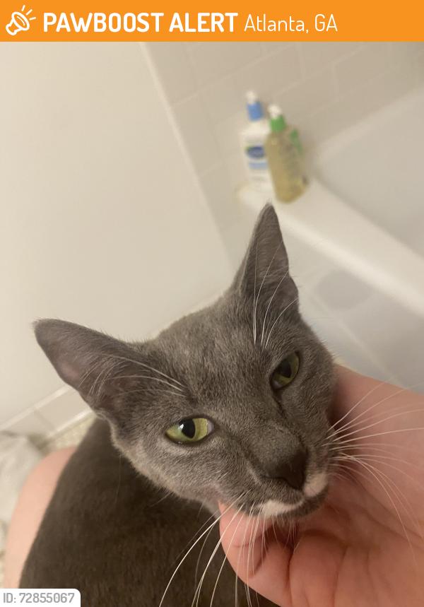Found/Stray Female Cat last seen Alta Ave NE & Degress Ave NE, Atlanta, GA 30307