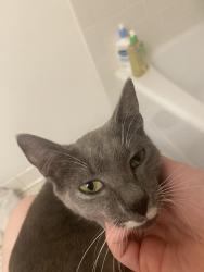 Found/Stray Female Cat last seen Alta Ave NE & Degress Ave NE, Atlanta, GA 30307