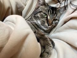 Reunited Female Cat last seen Rolling Roads Neighborhood , Greensboro, NC 27407