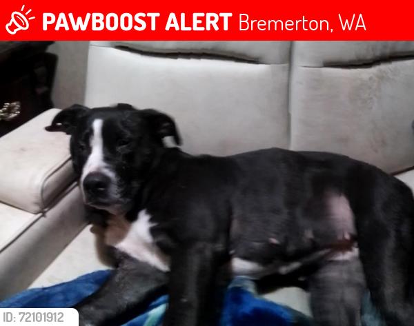 Lost Female Dog last seen Zen Ramen in Bremerton wa, Bremerton, WA 98312