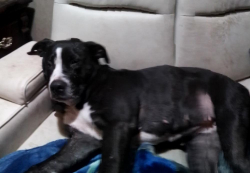 Lost Female Dog last seen Zen Ramen in Bremerton wa, Bremerton, WA 98312