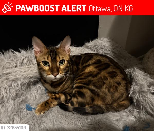 Lost Male Cat last seen baseline road, centrepointe, iris area, Ottawa, ON K2G