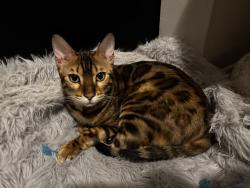 Lost Male Cat last seen baseline road, centrepointe, iris area, Ottawa, ON K2G