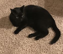 Lost Male Cat last seen Merchants row blvd & Tram rd, Tallahassee, FL 32399