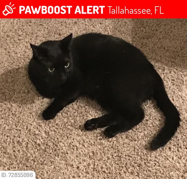 Lost Male Cat last seen Merchants row blvd & Tram rd, Tallahassee, FL 32399