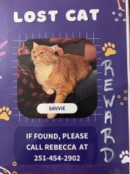 Lost Female Cat last seen Brockton place, Mobile, AL 36695