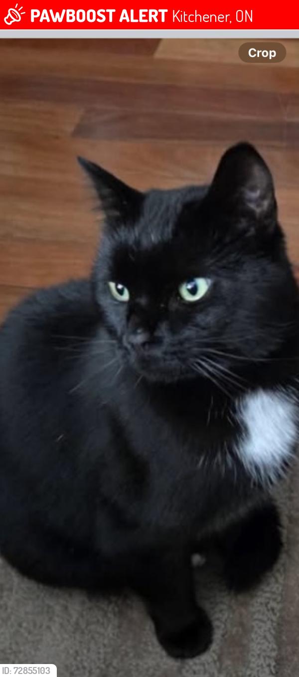 Lost Male Cat last seen Westmount and Vicmount, Kitchener, ON 
