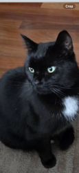 Lost Male Cat last seen Westmount and Vicmount, Kitchener, ON 