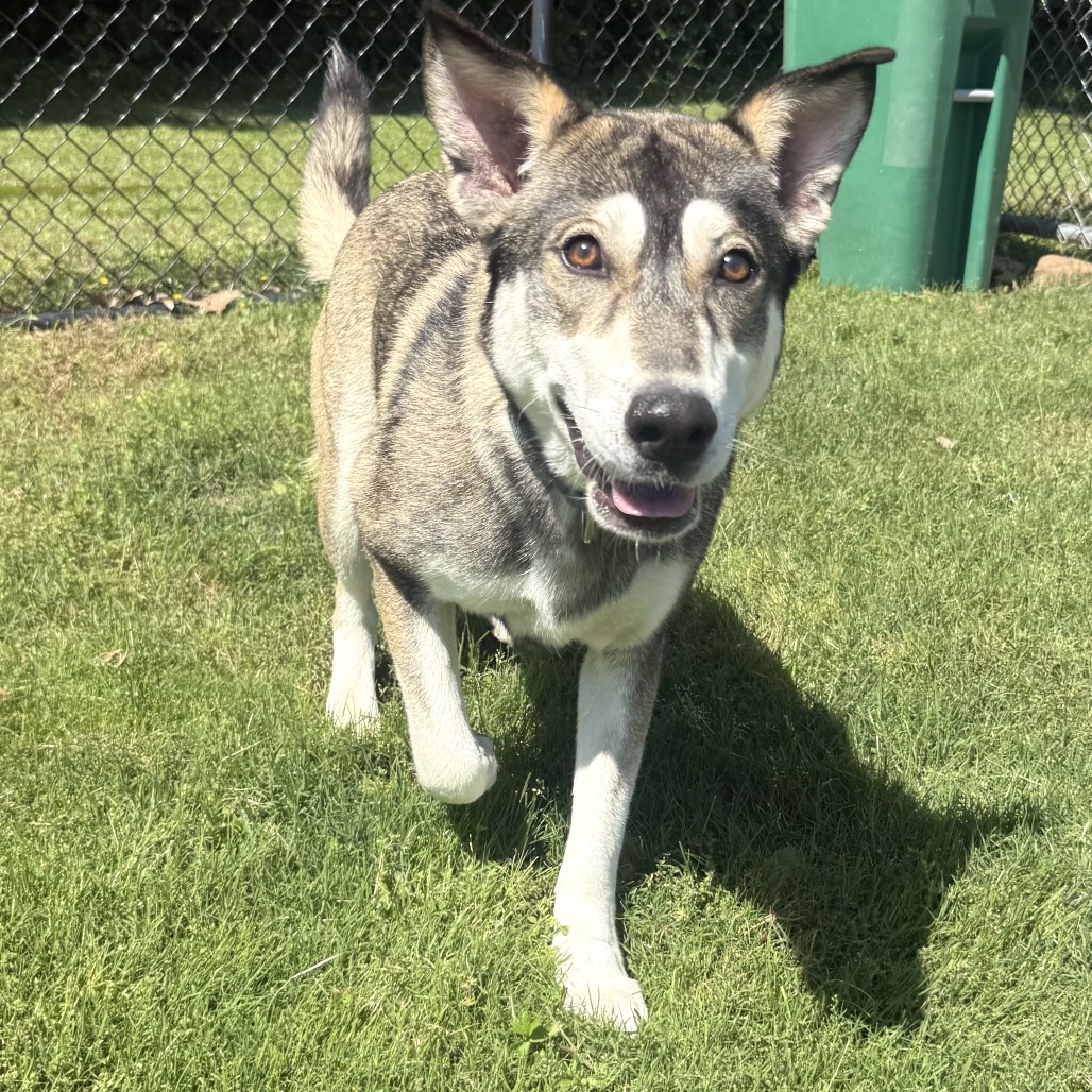 Shelter Stray Female Dog last seen , Cabot, AR 72007