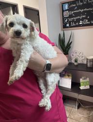 Found/Stray Female Dog last seen S high street near speedway, Columbus, OH 43206