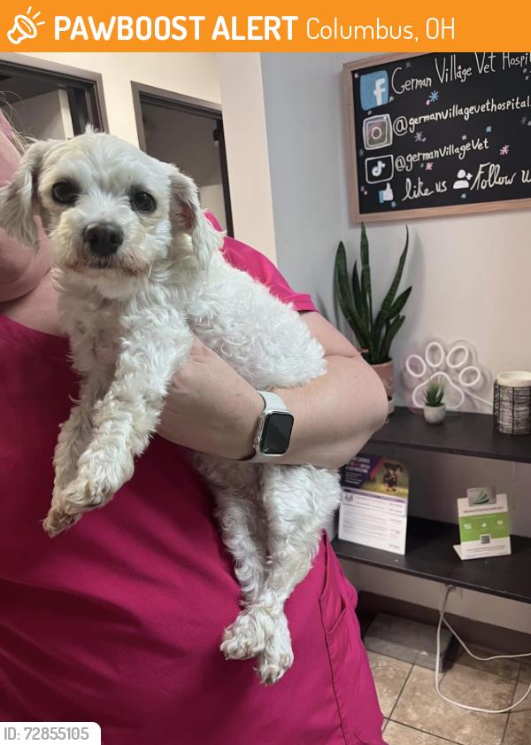 Found/Stray Female Dog last seen S high street near speedway, Columbus, OH 43206