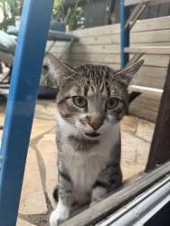 Found/Stray Unknown Cat last seen Hawthorne and Stanford, Houston, TX 77006