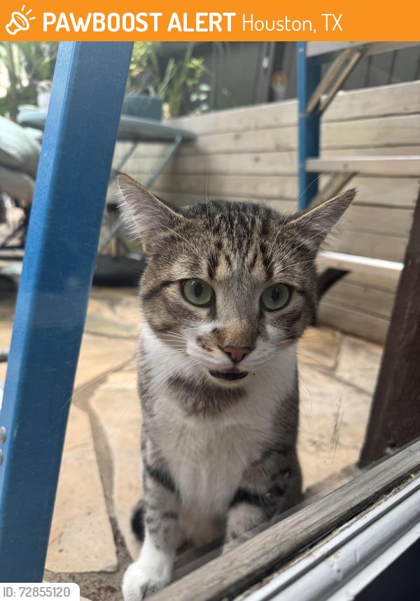 Found/Stray Unknown Cat last seen Hawthorne and Stanford, Houston, TX 77006