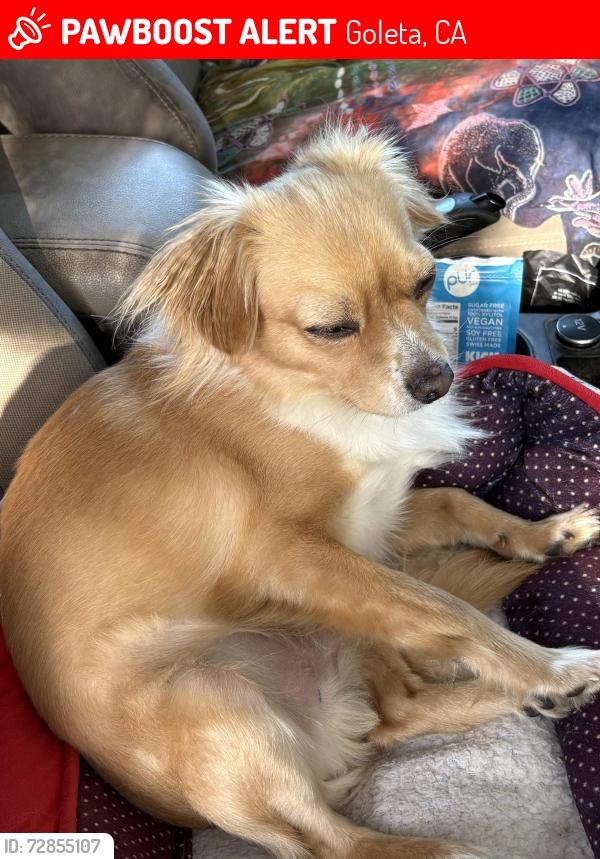 Lost Male Dog last seen Los Carneros, ocean side of freeway, Goleta, CA 93117