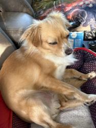 Lost Male Dog last seen Los Carneros, ocean side of freeway, Goleta, CA 93117