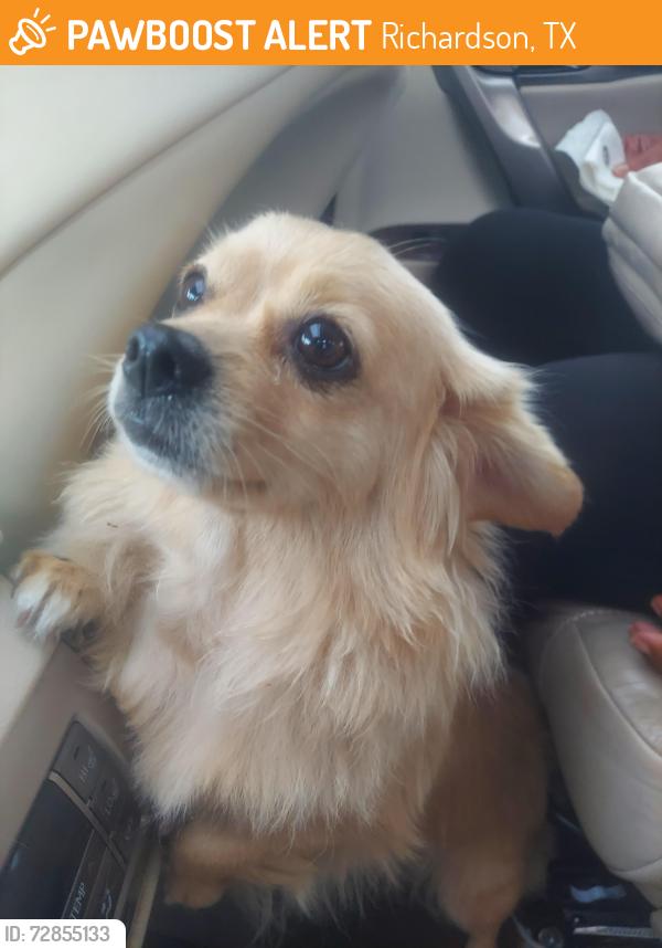 Found/Stray Female Dog last seen North star, Richardson, TX 75081