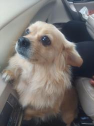 Found/Stray Female Dog last seen North star, Richardson, TX 75081