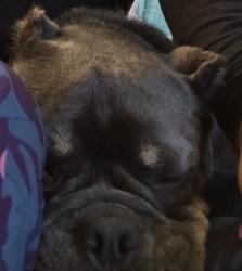 Lost Female Dog last seen 78th St and State Ave, Kansas City, KS 66112