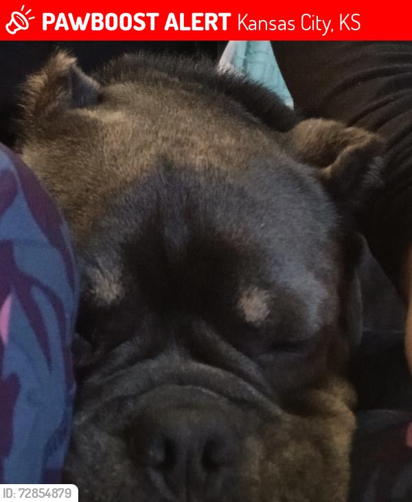 Lost Female Dog last seen 78th St and State Ave, Kansas City, KS 66112
