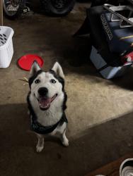 Found/Stray Unknown Dog last seen Broadmoor and marshal, San Bernardino, CA 92404