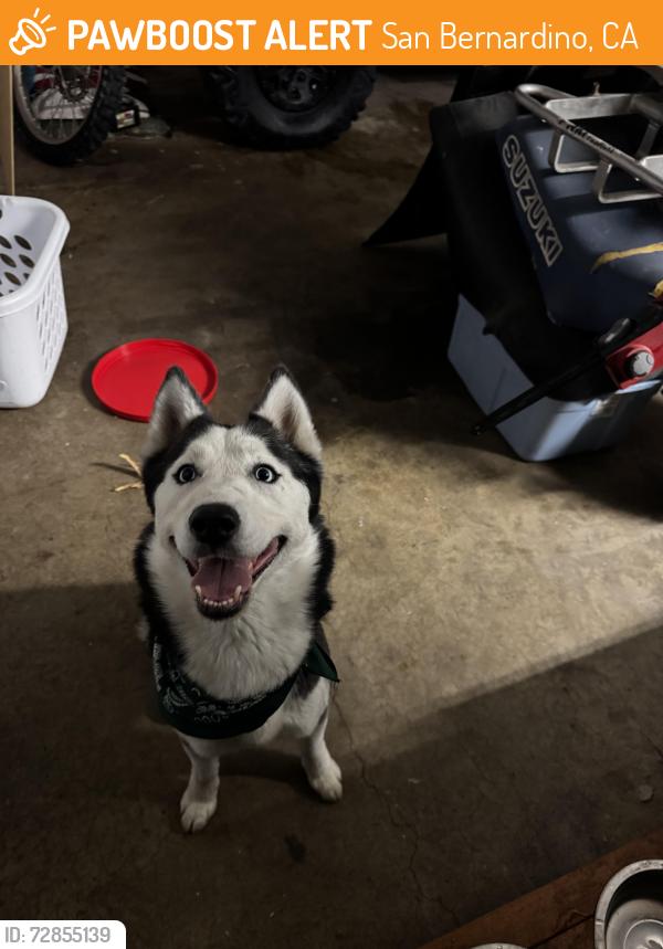 Found/Stray Unknown Dog last seen Broadmoor and marshal, San Bernardino, CA 92404