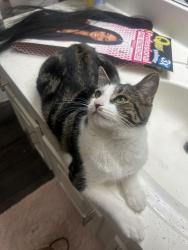 Lost Female Cat last seen Marq at Brookhaven , Atlanta, GA 30329