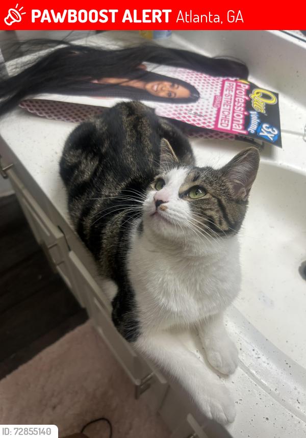 Lost Female Cat last seen Marq at Brookhaven , Atlanta, GA 30329
