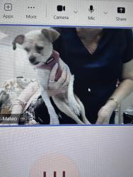Found/Stray Unknown Dog last seen John young parkway/ Sand Lake walmart, Orlando, FL 32839