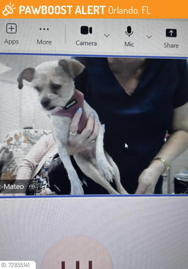 Found/Stray Unknown Dog last seen John young parkway/ Sand Lake walmart, Orlando, FL 32839