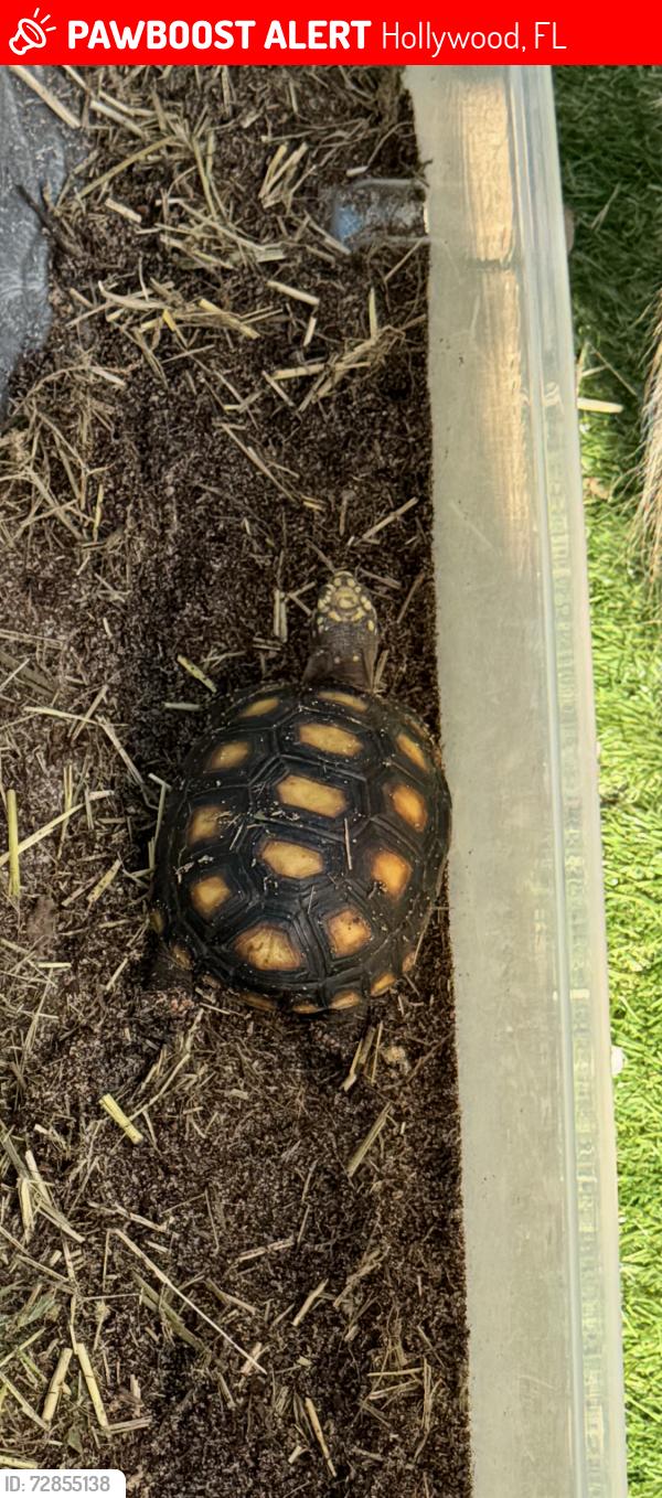Lost Male Reptile last seen Thomas and 49th Ave, Hollywood, FL 33021
