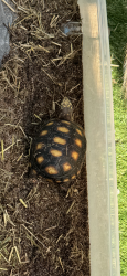 Lost Male Reptile last seen Thomas and 49th Ave, Hollywood, FL 33021