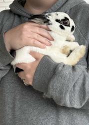 Found/Stray Unknown Rabbit last seen Highland Ave and Bowen Ave in Memphis, TN, Memphis, TN 38122