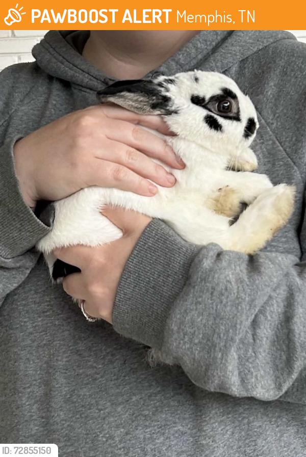 Found/Stray Unknown Rabbit last seen Highland Ave and Bowen Ave in Memphis, TN, Memphis, TN 38122