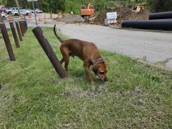 Found/Stray Male Dog last seen Chandler Academy , Charleston, WV 25387