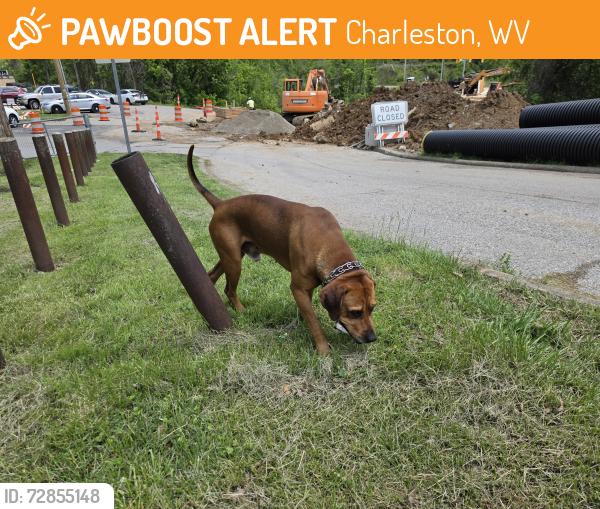 Found/Stray Male Dog last seen Chandler Academy , Charleston, WV 25387
