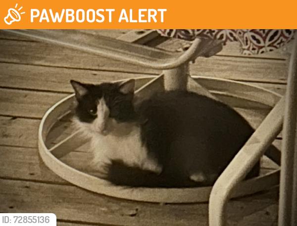 Found/Stray Female Cat last seen Brittany Ridge, LAKE TAPWINGO, MO 64015