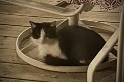 Found/Stray Female Cat last seen Brittany Ridge, LAKE TAPWINGO, MO 64015