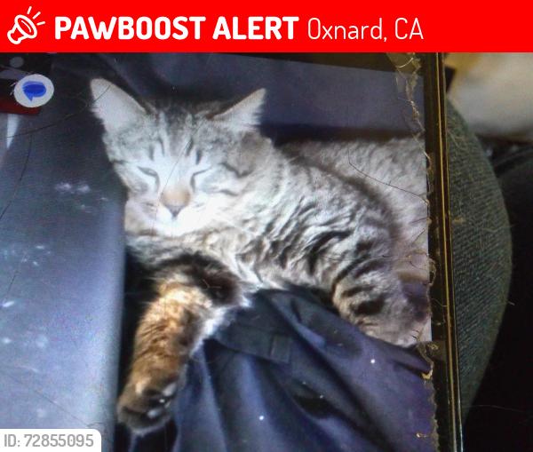Lost Male Cat last seen Ventura rd and fifth streets Oxnard Airport trolly storage, Oxnard, CA 93030