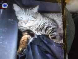 Lost Male Cat last seen Ventura rd and fifth streets Oxnard Airport trolly storage, Oxnard, CA 93030