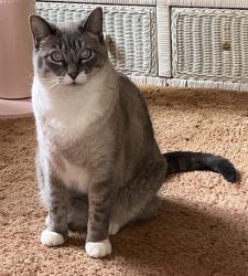 Lost Male Cat last seen Wilkes-Barre St and Towanda street, White Haven, PA 18661