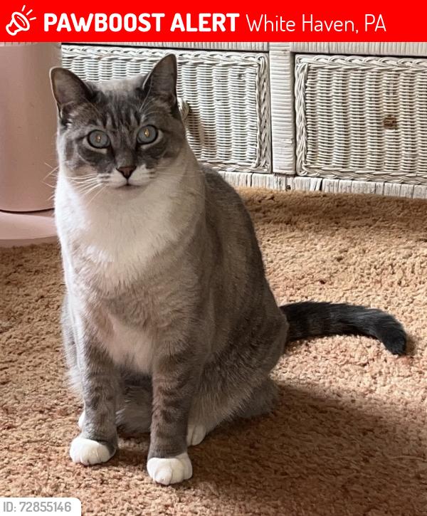 Lost Male Cat last seen Wilkes-Barre St and Towanda street, White Haven, PA 18661