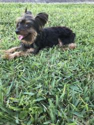 Lost Male Dog last seen Fair haven  eleven senior community  university/ commercial  BLVD , Tamarac, FL 33321