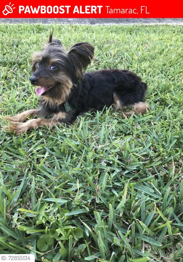 Lost Male Dog last seen Fair haven  eleven senior community  university/ commercial  BLVD , Tamarac, FL 33321