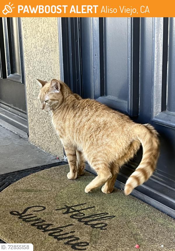 Found/Stray Unknown Cat last seen Summerfield at St. Moritz, Aliso Viejo, CA 92656