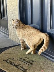 Found/Stray Unknown Cat last seen Summerfield at St. Moritz, Aliso Viejo, CA 92656
