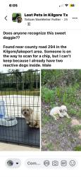Found/Stray Male Dog last seen Cr293, Kilgore, TX 75662