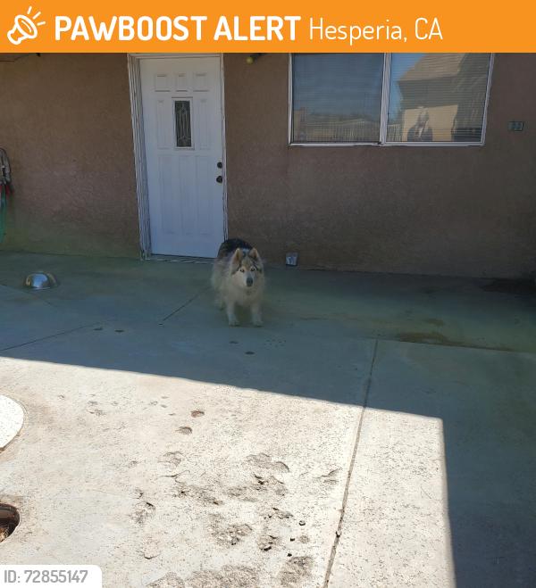 Found/Stray Unknown Dog last seen Hawthorne & Eucalyptus, Hesperia, CA 92345