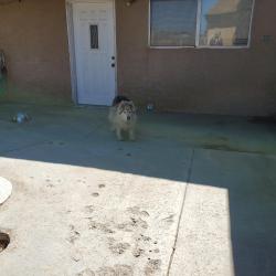 Found/Stray Unknown Dog last seen Hawthorne & Eucalyptus, Hesperia, CA 92345